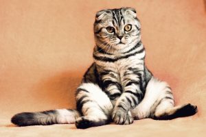 Can Cat Videos Really Help Your Marketing?
Here's What You Need To Know